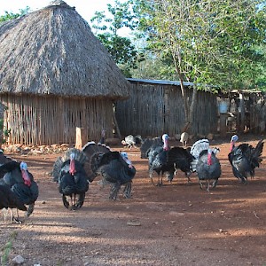 Traditional Mayan families seldom use money, but measure their wealth in land, stored grain and livestock. These turkeys are the equivalent of a bank account. <a href=></a>