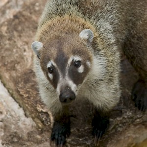 A ring-tailed Coatimundi, the raccoon of Latin America. <a href=></a>