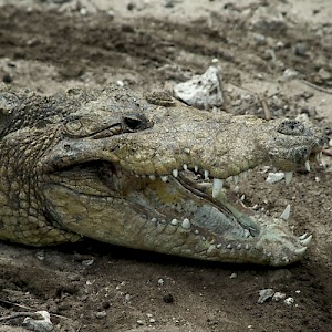 Yes, there are still crocodiles in the marshes and coastal rivers of Yucatan, but most are in captivity. <a href=></a>