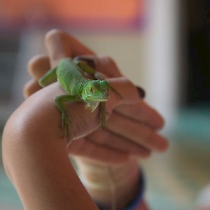 A common Mexican green iguana. Many are kept as low-maintenance pets. <a href=></a>