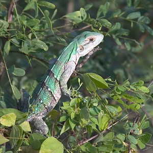 These leaping green lizards can be seen hopping from bush to bush in search of food. <a href=></a>