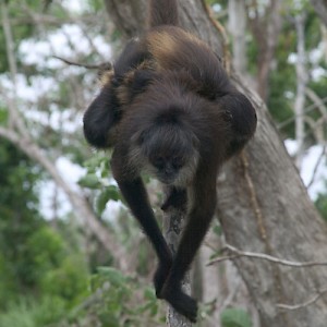 The Yucatan has spider monkeys like the one shown here. Chiapas, to the west, has the larger and much louder howler monkey. We'll take the spider monkey. <a href=></a>