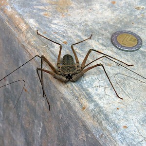 Although this Yucatan version of the wolf spider looks menacing, they are harmless to humans and eat other annoying bugs. <a href=></a>