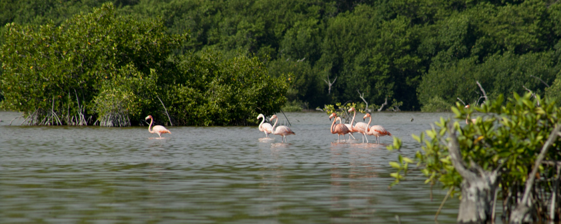 Yucatan News: Mangroves and Monsanto