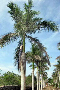 Top Ten Trees of Yucatan | Yucatan Living