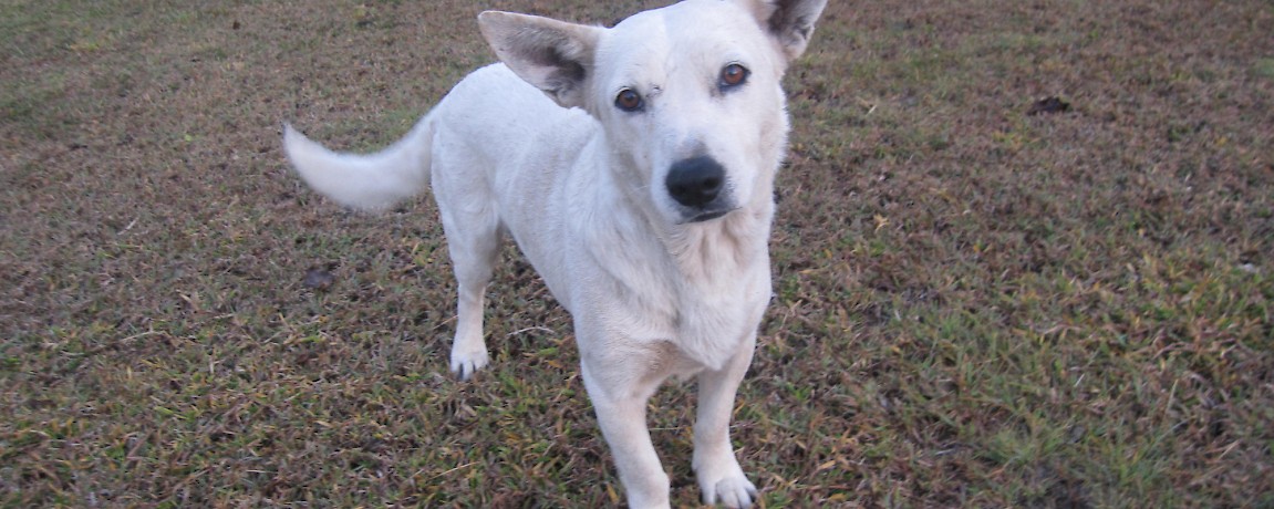 Pets and Vets in Yucatan